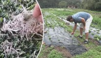 Káva může drasticky zdražit! Sníh a mráz v Brazílii ničí její úrodu