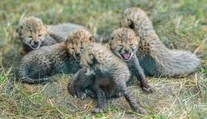 V pražské zoo se narodilo pět gepardích mláďat. Jsou v kritickém období