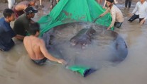 Rekordní úlovek rybářů! Obří tvor vážil 300 kilogramů