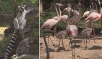 Revoluce ve zlínské zoo: Lemuři a plameňáci žijí v jediném výběhu!