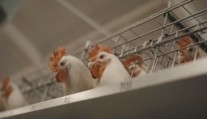 Na Třebíčsku musí vybít vzácné slepice. Rozšířila se tam ptačí chřipka