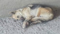 Fenku někdo svázal drátem a hodil pod most! Policie má podezřelého