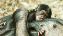 Obrovská radost v ostravské ZOO! Na svět přišel malý šimpanz