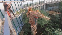 Liberecká botanická zahrada pokácela obří palmu, ohrožovala střechu pavilonu