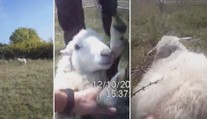 VIDEO: Strážníci na Stránské skále vysvobodili jehně ze sevření trnů