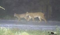 Ochránci zvířat se radují! Na Šumavě žije 25 rysů, mláďat přibývá