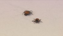 Čeští vědci udělali zásadní objev o klíšťatech. Může otevřít cestu k nové vakcíně