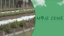 Kůrovec ve velkém požírá české lesy, zároveň chybí nové sazenice