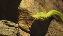 V ostravské zoo se vylíhly krajty zelené. Mláďata jsou zcela samostatná