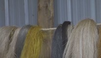 Exportní hit Afriky? Paruky z banánových slupek si chválí kadeřníci i klienti