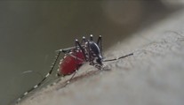 Američané chtějí vypustit miliony komárů. Mají zachraňovat životy