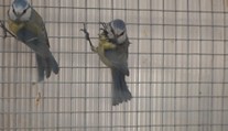 Lepové pasti ohrožují ptáky i veverky. Výrobci musí varovat před rizikem