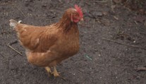 Ptačí chřipka udeřila na Česko nebývalou silou. Je velmi agresivní, varují veterináři