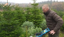 Pěstitelům vánočních stromků začala sezóna. Nemohou sehnat brigádníky