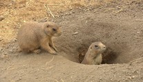 Notoričtí útěkáři mají nový domov! Zoo přichystala psounům překvapení