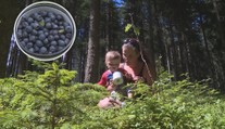 Sezóna borůvek začala. Díky vlhkému a teplému počasí se jim letos dařilo