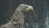 Záchranné stanice ošetřily třicet orlů mořských. Do přírody se vrátí každý třetí