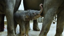 V Zoo Praha se narodilo druhé slůně, Janita byla březí téměř dva roky