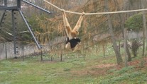 Giboni v ústecké zoo si zvykají na nový výběh. Některým to trvá měsíce