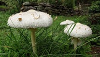 Pozor na tyto bedly. Jsou jedovaté a téměř k nerozeznání od jedlých