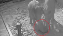 Zoo zveřejnila záběry z porodu sloní holčičky: Spadlo na ni starší slůně!