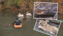 Zoologické zahrady se připravují na zimu, odchyt plameňáků začal