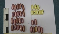 Na Ruzyni zadrželi dalšího pašeráka drog, ve střevech měl 1,5 kilogramu kokainu