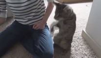 VTIPNÉ VIDEO: To vás dostane! Kočka bojuje s proudem vzduchu z fénu