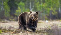 Za Prahou viděli medvěda! Lidé mají dávat pozor, prověřuje to policie
