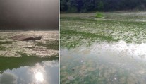 Plasty a zdechliny ryb i ptáků: Otava je šílená, zlobí se Míla. Co na to úřad?
