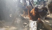 Dlouhá chvíle samičky orangutana. Má návod, jak se zabavit!