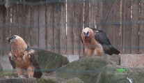 Ostravská zoo vypustí do volné přírody dalšího orlosupa