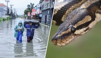 Hrůza v oblíbené turistické destinaci. Ve vodě plavou obří hadi, lidé jsou zděšení