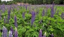 Natrhejte si vázu lupin, žádá KRNAP. Řekli, jak je poznat od vzácných rostlin