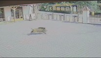 Divoký kanec vlezl ve zlínské zoo do výběhu hyen! Ty ho potrhaly...