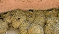 Muži sráželi hnízda jiřiček, desítky ptáčat zřejmě uhynou hlady a žížní