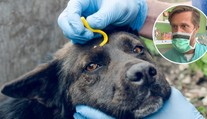 Klíšťata a mazlíčci: Vykroutit, nebo vytrhnout? Klíště pak nevyhazujte