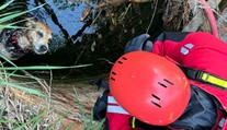 Pes spadl do studny a zranil se. Zachraňovat ho museli hasiči