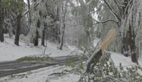 Západ Čech zasáhla sněhová kalamita. Botanická zahrada hlásí vážné škody