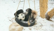 Místo aby spaly, hubnou. Hravé pandy dělají starost ošetřovatelům