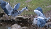 Nákaza ptačí chřipkou v pražské zoo sílí. Nejméně 10 ptáků nemoc zabila
