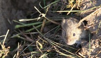 Farmáři chtějí jedem hubit hraboše. Otráví nám psy, bojí se lidé