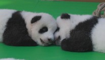 Pandí mláďata slavila Národní den v Číně. O diváky nebyla nouze