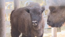 Táborská zoo má nové zubří mládě. Jméno vybrali fanoušci