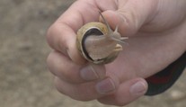 Letošní sezóna přála chovatelům šneků. Češi jim přicházejí na chuť