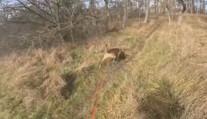Rekordně rychlé zadržení podezřelého z krádeže v Orlové. Pomohl i služební pes