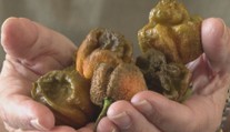 Nová nejpálivější chilli paprička. Měl jsem křeče přes hodinu, řekl pěstitel