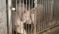 Velký úspěch českých vědců. Antibiotika v krmivech prasat nahradili přírodními látkami
