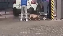 Video ze Slovenska: Čtyřnohého chlupáče máčeli proudem vody z wapky