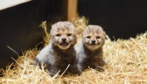 Smutné zprávy z ústecké zoo. Museli utratit i druhé gepardí mládě